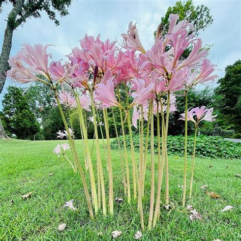 bare naked lady flower|Types of Naked Ladies Flowers: A Comprehensive Guide